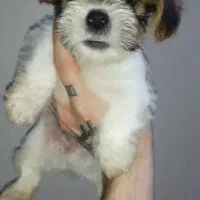 پت های شیتزو شیرخواره|سگ|ساری, |دیوار