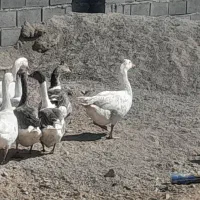 فروش غاز و قوغاز .|حیوانات مزرعه|تهران, افسریه جنوبی|دیوار