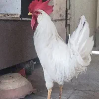 خروس‌ بزرگ سفید