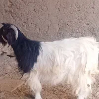 بز  ....بزغاله|حیوانات مزرعه|زابل, |دیوار