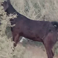 دوتا بز آبستن با بز کهره|حیوانات مزرعه|جیرفت, |دیوار