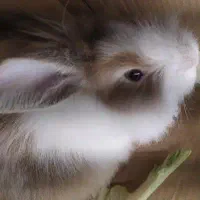 خرگوش|موش و خرگوش|کرمانشاه, |دیوار