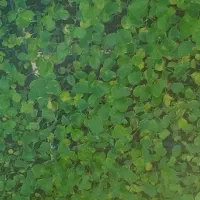 نشا گوجه.بادمجان و...|گل و گیاه طبیعی|شیراز, رکن‌آباد|دیوار