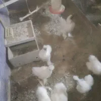 مرغ ابریشمی