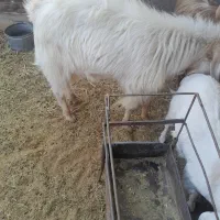 چبش دورگ|حیوانات مزرعه|آیسک, |دیوار