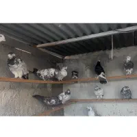 کبوتر|پرنده|ساری, |دیوار