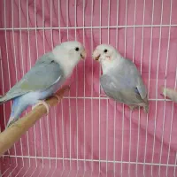 کوتوله برزیلی جفت با تخفیف ویژه|پرنده|مشهد, نکاح|دیوار