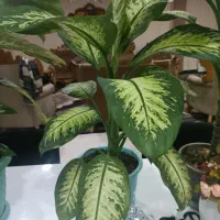 گل و گیاه|گل و گیاه طبیعی|ایذه, |دیوار