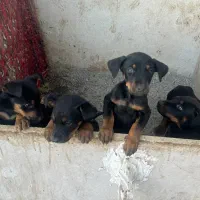 توله دوبرمن ۲ماهه اصیل