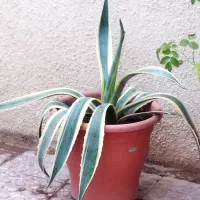 آگاو برگ خنجری