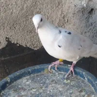 طرح فرش کبوتر|فرش|مشهد, مقصود آباد|دیوار