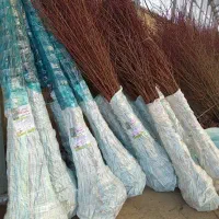 نهال بادام تضمینی سالم نهال|خدمات باغبانی و درختکاری|کرمانشاه, |دیوار
