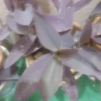 سیمکارت