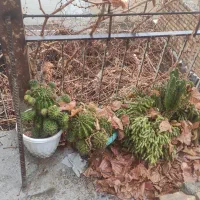 گل آلوورا|گل و گیاه طبیعی|رباط‌کریم, الارد|دیوار