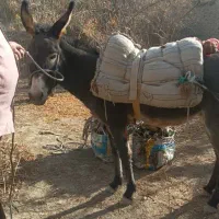 خرالاغ|حیوانات مزرعه|سراوان, |دیوار