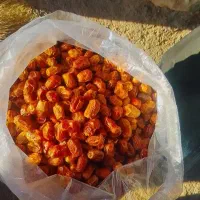 خرما زاهدی قصر شیرین