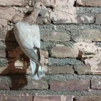 کبوتر پرشی به شرط ضربه و جفتگاه