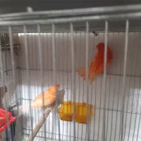 مولد و پرستار|پرنده|پاکدشت, پاکدشت (مامازند)|دیوار