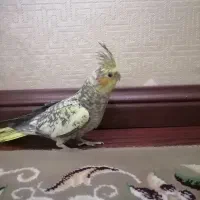 4 عدد جوجه عروس هلندی|پرنده|مشهد, کوشش|دیوار