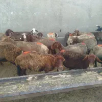 میش کار نیم گوشت
