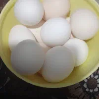 تخم مرغ محلی