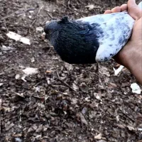 کبوتر کفتر کله سیاه نر مفت