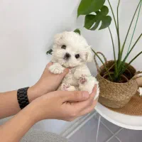 poodle maltese|سگ|تهران, مخصوص|دیوار
