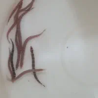 لوچ نواری خوش سایز قاسم آباد فلاحی|ماهی|مشهد, فرهنگیان (شهرک غرب)|دیوار