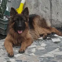 با سلام . ژرمن موبلند بلک فیس ۷ ماهه|سگ|سنگر, |دیوار