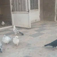 کبوتر یا کفتر|پرنده|قم, نیروگاه|دیوار