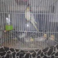 ۶عدد عروس هلندی