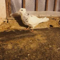 طوقی|پرنده|فردیس, شهرک ناز|دیوار