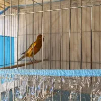 قناری نر|پرنده|شیراز, گویم|دیوار