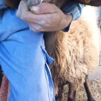 میش افشاری|حیوانات مزرعه|فردوس (خراسان), |دیوار