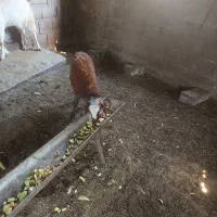 یک بره نر وسالم وسرحال