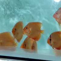 ماهی دیسکس|ماهی|مشهد, بهمن|دیوار