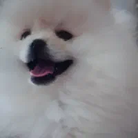 توله پامرانین نر خرسی اصیل ۶ماه