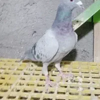 کبوتر