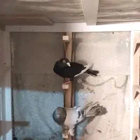 قره سیاه سوسنی|پرنده|شیراز, سعدیه شمالی|دیوار