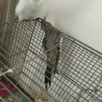 عروس هلندی|پرنده|نوشین شهر, |دیوار