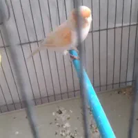 پرنده|پرنده|اراک, |دیوار