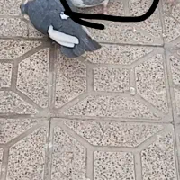 سوسکی ماده رفتنی|حیوانات|ارومیه, |دیوار