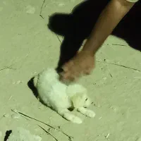 سگ واسه فروش دارم  اهل هستش
