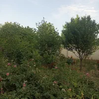 باغ-برای-فروش