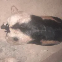 فروش خیگ باکم ترین قیمت|ظروف نگهدارنده، پلاستیکی، یک‌بارمصرف|دهدشت, |دیوار