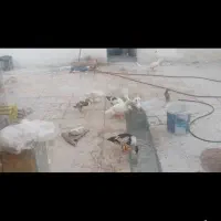 اردک|حیوانات مزرعه|اهواز, آسیاباد|دیوار