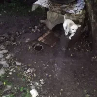 سگ اشپیتز|سگ|سنگر, |دیوار