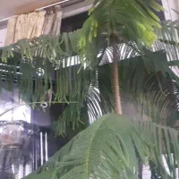 با سلام تعدادی گل گیاه برای فروش یک جا وتکی داده م