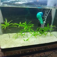 آکواریوم شیشه خم