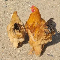 مرغ وخروس زینتی|حیوانات مزرعه|صدرا-فارس, فاز ۱|دیوار